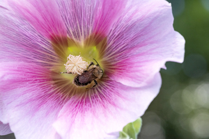 Abeille au travaille macro