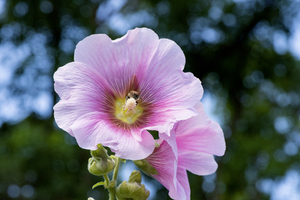 Fleur butiner ete