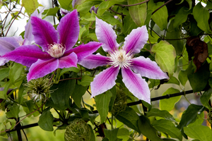 Harmonie delicate : La splendeur des clematites roses en macro dans leur feuillage captivant