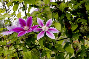 Fleurs en harmonie : Clematite rose mauve captivante avec un fond de feuillus