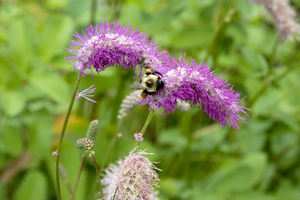 La beaute de la nature capturee : une abeille sur la delicate fleur mauve Sanguisorba hakusanensis