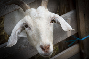 Chevre et desepoire