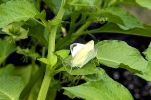 Natures Intimacy: White Butterflies Mating on Green Leaf