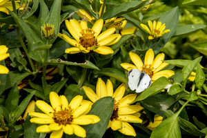 Sunflower Frolic: White Butterfly on Sunflowers