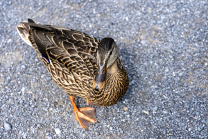 Canard au soleil  