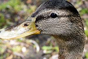 Canard Macro