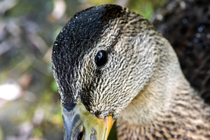 Le regard du canard 