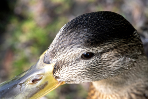Macro canard