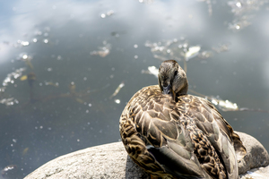 Canard qui flane