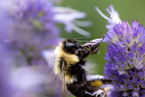 Macro Abeille incroyable