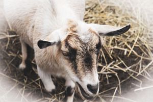 A la ferme