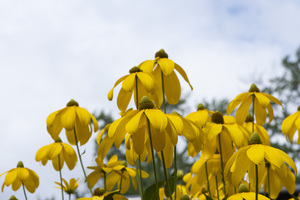 Tournesol naturel