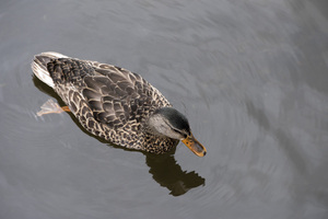 Canard du Quebec dans le lac