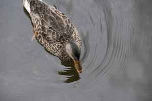 Canard du Quebec qui joue dans le lac de Lambton.