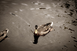 Canard style sepia