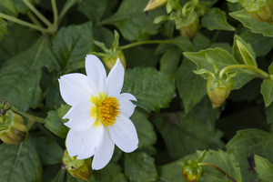 fleurs isole