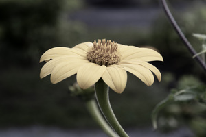 Tournesol style desature