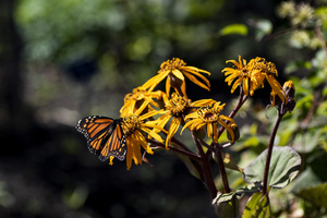 Distant Monarch: Butterfly on Yellow Flowers