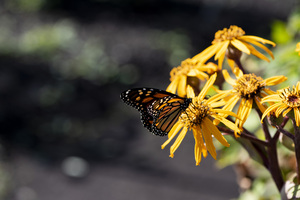 Macro Majesty: Monarch Butterfly and Flowers 2
