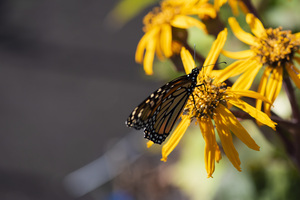 Monarch Majesty: Butterfly on Yellow Flower