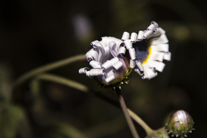 photos 002 461