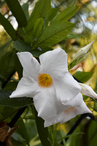 Jolie fleurs blanche macro