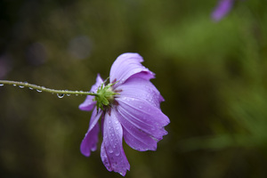 Cosmos sous la pluie
