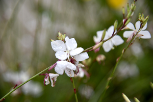 Luminosite florale : Fleur de Gaura en pose macro details captivants et fond bokeh