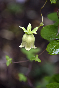 Nature envoutante : Decouvrez la beaute captivante dune belladone en macro 