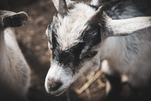 Nouveau bebe chevreau