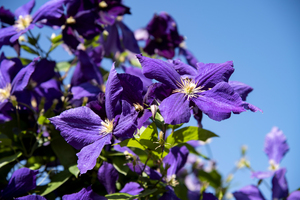 Plante mauve clematis
