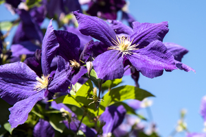 Fleurs du printemps