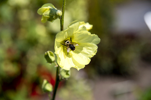 Abeille qui butine