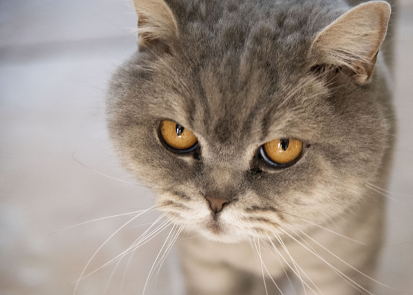 Chat Macro 2 by Melissa Lefebvre