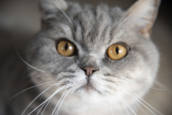 Chat macro by Melissa Lefebvre