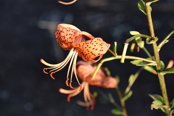 Fleur dete decorative by Melissa Lefebvre