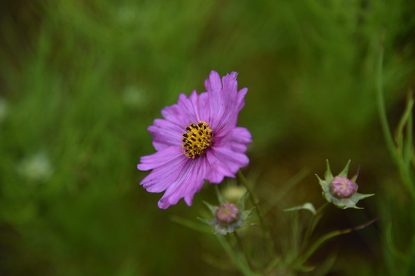 Fleurs cosmos by Melissa Lefebvre
