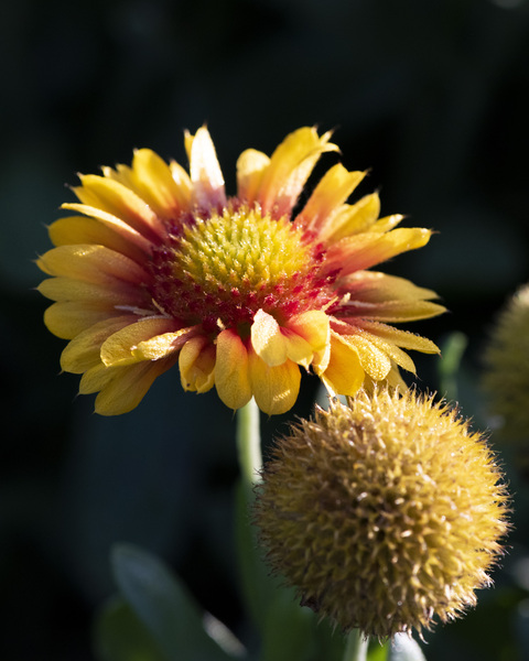 Fleurs decorative by Melissa Lefebvre