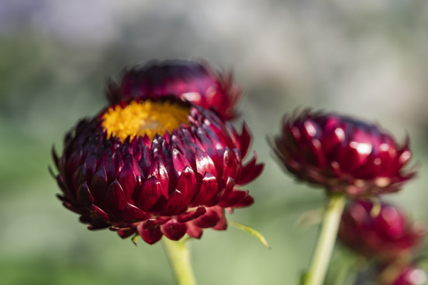  immortelle a bracteesfleur by Melissa Lefebvre