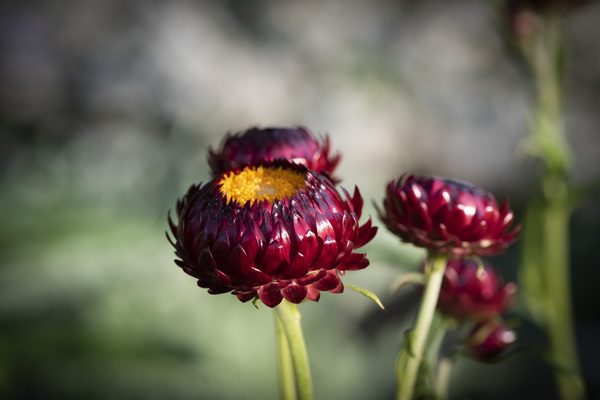  Immortelle a bracteesfleur by Melissa Lefebvre