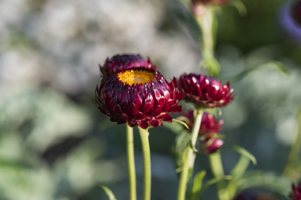 Immortel rouge macro by Melissa Lefebvre