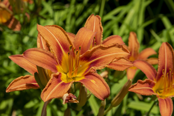 Lys orange by Melissa Lefebvre