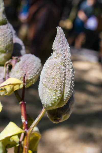 Fleurs inconnue by Melissa Lefebvre