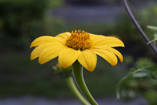 Fleurs jaune magnifique by Melissa Lefebvre