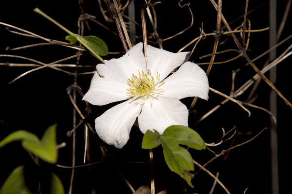 clematite des montagnes by Melissa Lefebvre