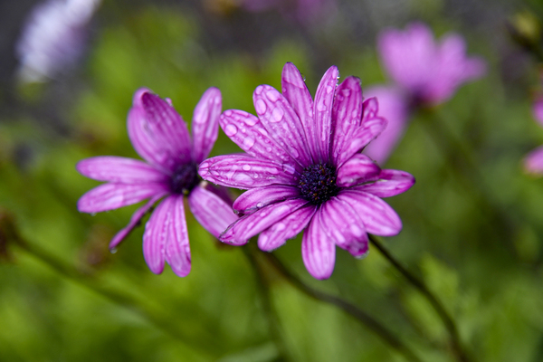 Anemone eclatante by Melissa Lefebvre