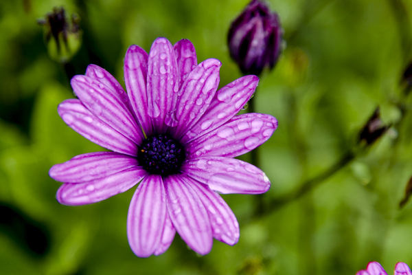 Anemone by Melissa Lefebvre
