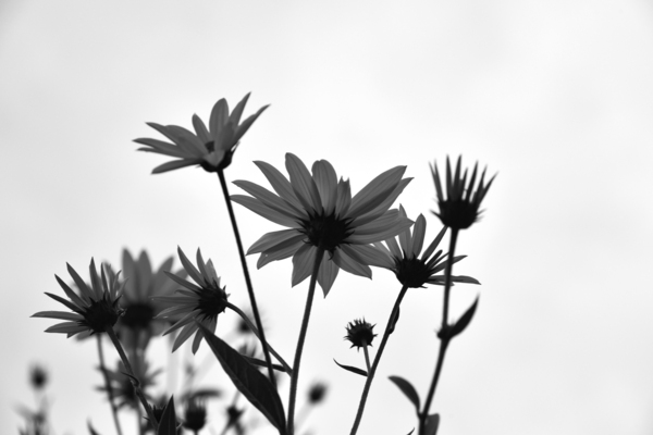 Fleur noir et blanc by Melissa Lefebvre