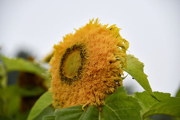 Tournesol macro by Melissa Lefebvre