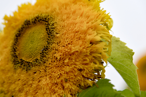 Tournesol big macro by Melissa Lefebvre